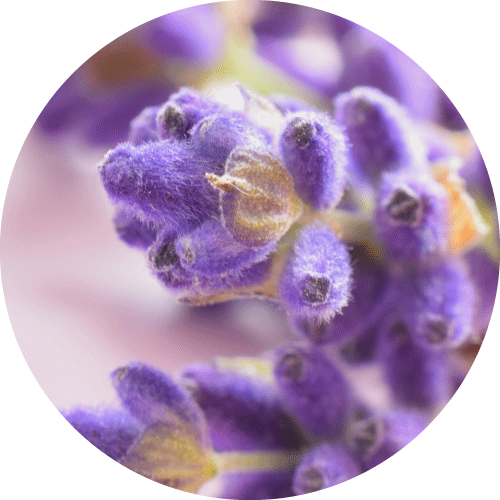 Unwind with our Lavender & Vanilla Collection